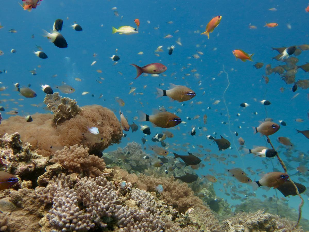 Emayani Beach Lodge Pangani Eksteriør billede